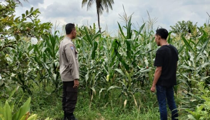 Bhabinkamtibmas Labuapi Dampingi Petani Jagung Perkuat Ketahanan Pangan