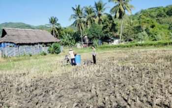 Antisipasi Gagal Panen, Bhabinkamtibmas Kuripan Edukasi Teknik Semprot Bibit Jagung