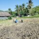 Bhabinkamtibmas Kuripan Dampingi Petani Jagung Lombok Barat Perkuat Ketahanan Pangan