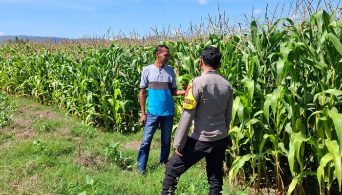 Melalui Bhabinkamtibmas, Polsek Kempo Perkuat Produktivitas Pertanian dan Kesejahteraan Warga