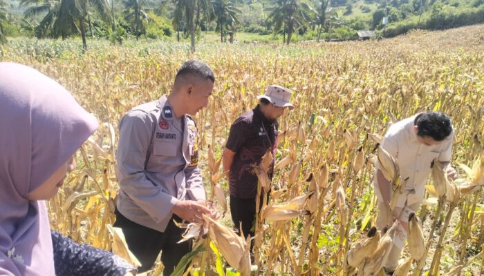 Polsek Sekotong Kawal BPS RI Hitung Ubinan Jagung di Lombok Barat