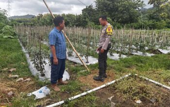Dukung Swasembada Pangan, Bhabinkamtibmas Desa Rhee Loka Pantau Budidaya Cabai Warga