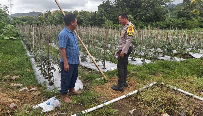 Dukung Swasembada Pangan, Bhabinkamtibmas Desa Rhee Loka Pantau Budidaya Cabai Warga