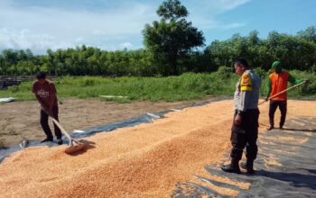 Bhabinkamtibmas Polsek Pekat Dampingi Petani Pascapanen, Dorong Pengelolaan Hasil Jagung untuk Keberlanjutan Usaha Tani