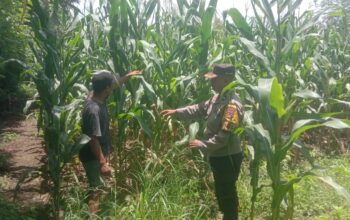 Dukung Swasembada Jagung, Bhabinkamtibmas Desa Rhee Pantau Pertumbuhan Tanaman di Lahan Warga
