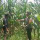 Dukung Swasembada Jagung, Bhabinkamtibmas Desa Rhee Pantau Pertumbuhan Tanaman di Lahan Warga