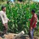 Bhabinkamtibmas Polsek Hu’u Kawal Ketahanan Pangan, Dampingi Petani Jagung hingga Masa Panen