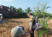Dukung Ketahanan Pangan, Polsek Batulayar Edukasi Petani Jual Ke Bulog