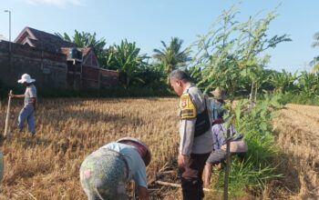 Polri Turun Ke Sawah Sukseskan Swasembada Pangan di Lombok Barat