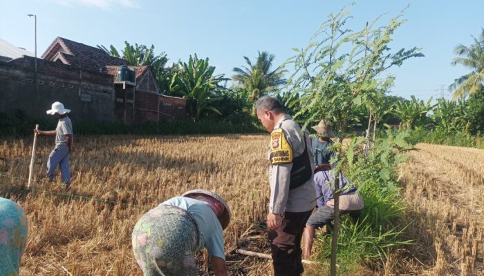 Polri Turun Ke Sawah Sukseskan Swasembada Pangan di Lombok Barat