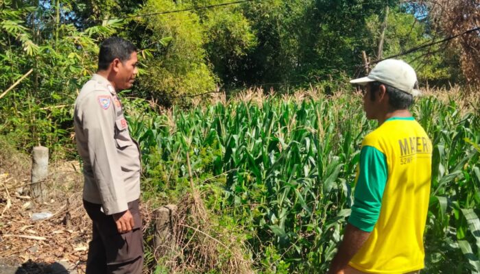 Bhabinkamtibmas Polsek Hu’u Pantau Lahan Jagung Warga, Wujud Nyata Dukungan Polri terhadap Ketahanan Pangan Nasional