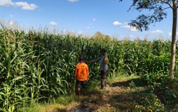 Perkuat Ketahanan Pangan Desa, Bhabinkamtibmas Desa Tatede Sambangi Petani di Ladang