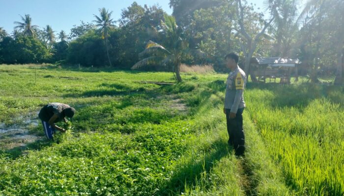Dukung Ketahanan Pangan Nasional, Bhabinkamtibmas Desa Ledang Sambangi Petani Hortikultura