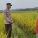 Dampingi Petani Padi di Desa Lunyuk Ode, Bhabinkamtibmas Dorong Optimalisasi Pekarangan Rumah