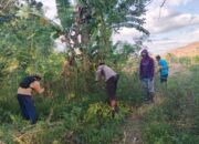 Sinergi TNI-Polri dan Warga Dukung TMMD ke-129, Bhabinkamtibmas Banggo Gotong Royong Bersihkan Jalur Jalan Tani
