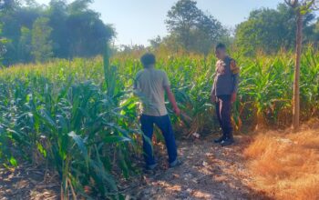 Tinjau Langsung Warga di Ladang, Bhabinkamtibmas Desa Semamung Ajak Sukseskan Ketahanan Pangan Nasional