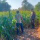 Tinjau Langsung Warga di Ladang, Bhabinkamtibmas Desa Semamung Ajak Sukseskan Ketahanan Pangan Nasional