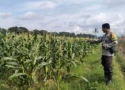Dukung Ketahanan Pangan Nasional, Polsek Labuapi Dampingi Petani Lokal di Lombok Barat