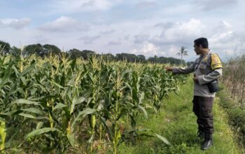 Polsek Labuapi Turun ke Sawah Dampingi Petani Wujudkan Ketahanan Pangan di Lombok Barat