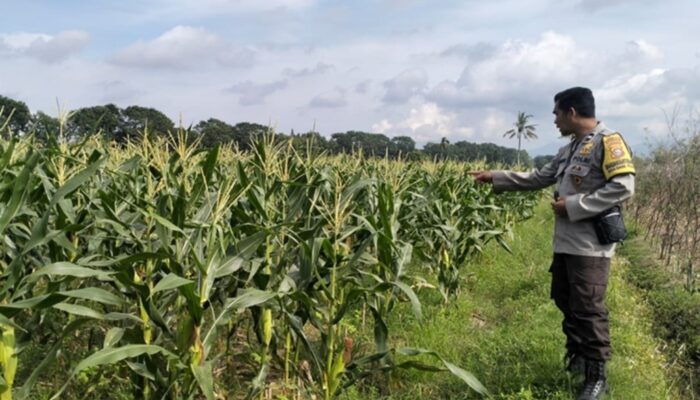 Polsek Labuapi Turun ke Sawah Dampingi Petani Wujudkan Ketahanan Pangan di Lombok Barat