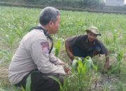 Dorong Produktivitas Pertanian, Polsek Batulayar Beri Pendampingan Intensif di Lombok Barat