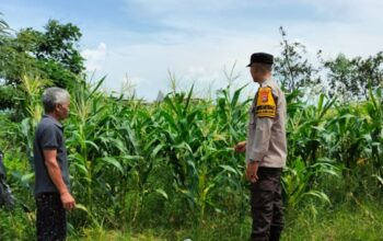 Transformasi Lahan Tidur Jadi Sumber Gizi, Cara Polsek Labuapi Perkuat Ketahanan Pangan Keluarga