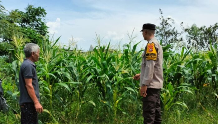 Transformasi Lahan Tidur Jadi Sumber Gizi, Cara Polsek Labuapi Perkuat Ketahanan Pangan Keluarga