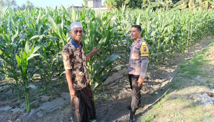 Bhabinkamtibmas Desa Pohgading Timur Cek Tanaman Jagung, Dukung Program Ketahanan Pangan dan Ajak Petani Jual Hasil Panen ke Bulog