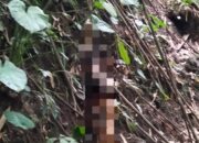 Polresta Loteng Olah TKP Penemuan Mayat Tergantung di Kawasan Hutan BKU. ‎