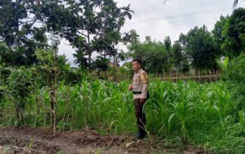 Polisi Dampingi Petani Jagung di Lombok Barat Guna Jaga Ketahanan Pangan