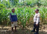 Perkuat Pangan Lokal, Bhabinkamtibmas Polsek Gerung Turun Langsung Sambangi Petani