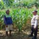 Perkuat Pangan Lokal, Bhabinkamtibmas Polsek Gerung Turun Langsung Sambangi Petani