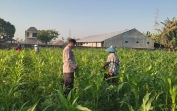 Perkuat Ketahanan Pangan Lombok Barat, Polsek Labuapi Dampingi Petani Desa Kuranji Dalang