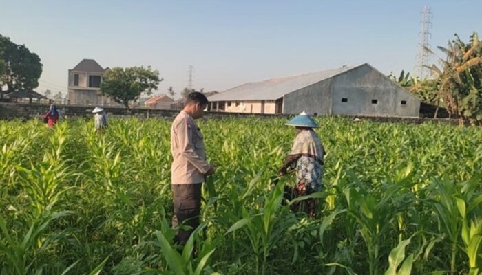 Perkuat Ketahanan Pangan Lombok Barat, Polsek Labuapi Dampingi Petani Desa Kuranji Dalang