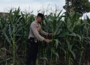 Ubah Pekarangan Jadi Lahan Produktif, Cara Polsek Labuapi Perkuat Ekonomi Warga