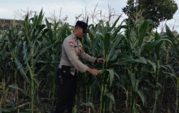 Aksi Nyata Polsek Labuapi Dampingi Warga Sulat Lahan Pasif Jadi Sumber Pangan