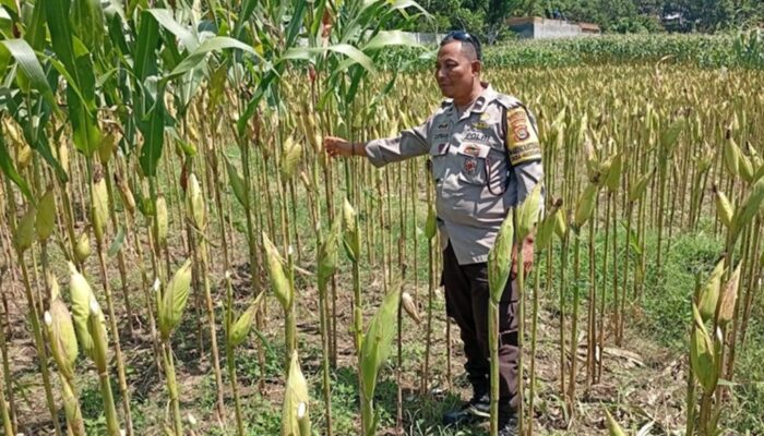 Perkuat Ketahanan Pangan Desa, Polsek Labuapi Turun Langsung Dampingi Petani Merembu
