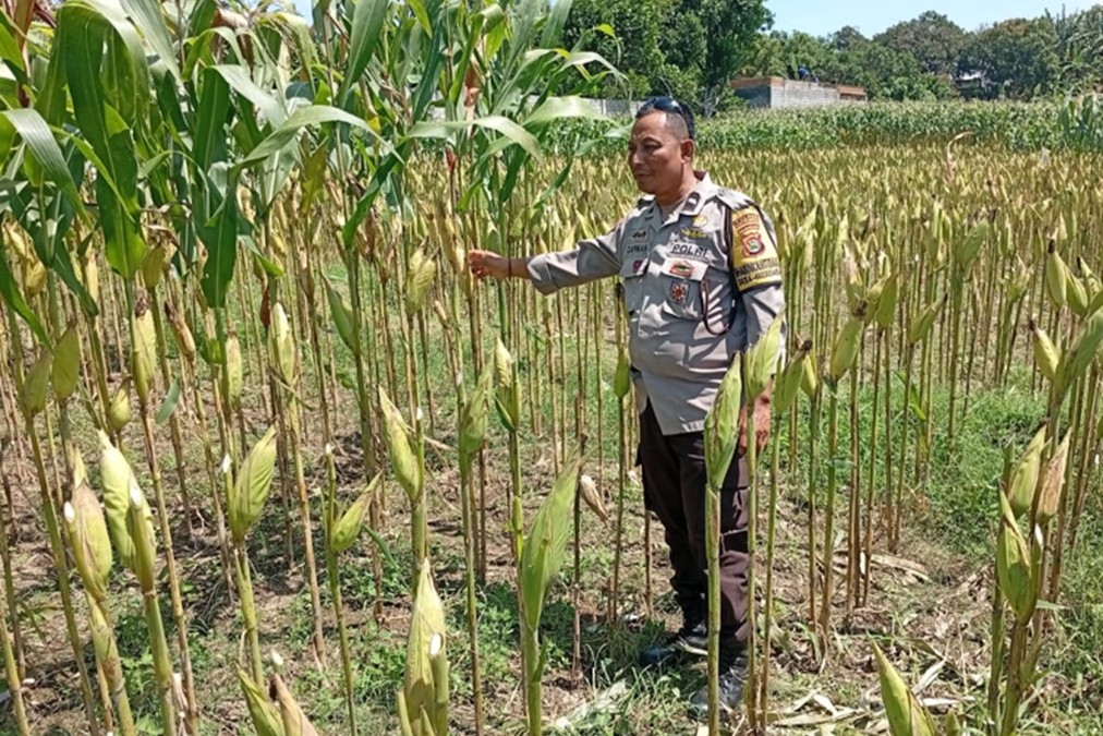 Wujudkan Kemandirian Pangan Perdesaan, Langkah Nyata Polsek Labuapi Dampingi Sektor Produktif Warga
