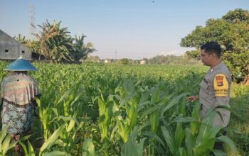 Memperkuat Ketahanan Pangan Desa, Bhabinkamtibmas Polsek Labuapi Dampingi Petani Kuranji Dalang