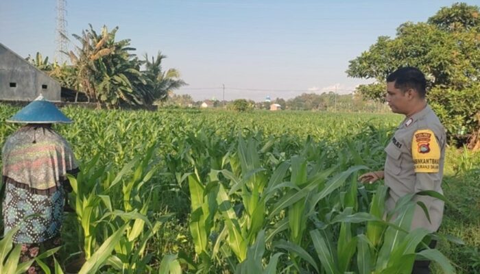 Memperkuat Ketahanan Pangan Desa, Bhabinkamtibmas Polsek Labuapi Dampingi Petani Kuranji Dalang