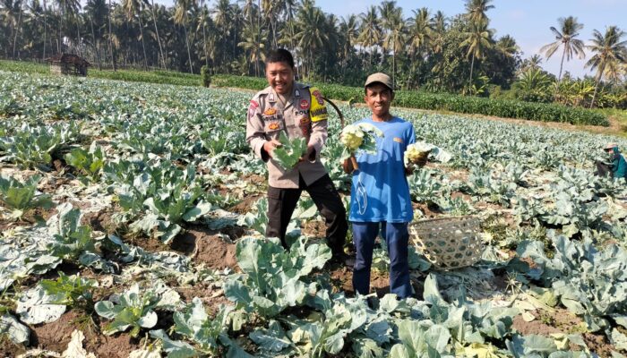 Bhabinkamtibmas Desa Bagik Papan Cek Panen Sayur dan Berikan Imbauan Kamtibmas kepada Warga