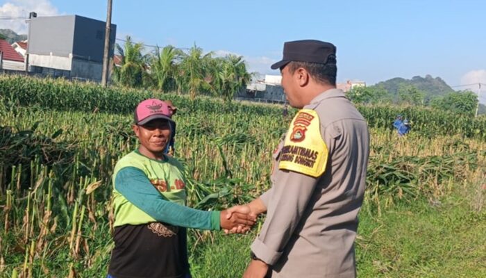 Dukung Ketahanan Pangan, Polsek Labuapi Turun Tangan Dampingi Petani di Desa Karang Bongkot