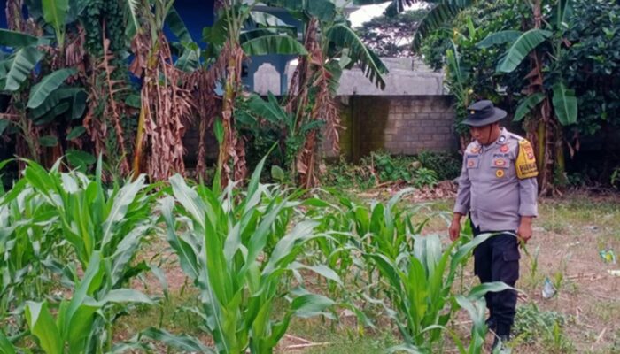 Sinergi Polsek Labuapi dan Petani Karang Bongkot Memperkuat Ketahanan Pangan Nasional