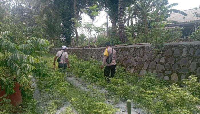 Bhabinkamtibmas Desa Kesik Cek Lahan Ketahanan Pangan Bergizi, Dorong Produktivitas Warga
