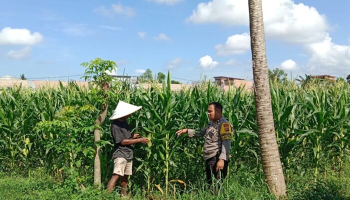 Dukung Swasembada Pangan, Polsek Labuapi Turun Langsung Mendampingi Petani di Lombok Barat