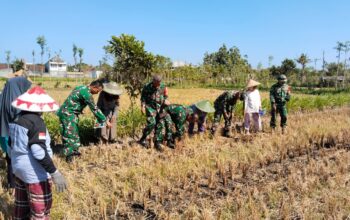 KWT Sesela Tanam Jagung, TNI Turut Mendampingi