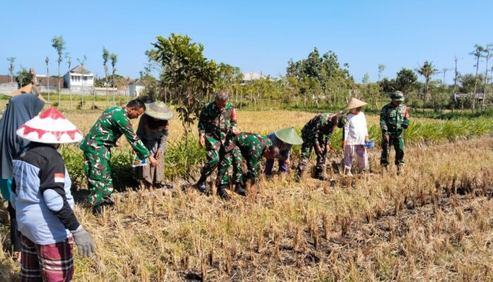 KWT Sesela Tanam Jagung, TNI Turut Mendampingi