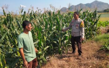 Bhabinkamtibmas Polsek Kempo Pantau Lahan Jagung Warga, Dukung Ketahanan Pangan Menuju Indonesia Emas