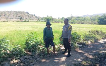 Dukung Ketahanan Pangan Nasional, Bhabinkamtibmas Desa Pemasar Tinjau Langsung Perawatan Sawah Warga