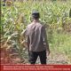 Bhabinkamtibmas Polsek Widang Monitoring Pertumbuhan Jagung